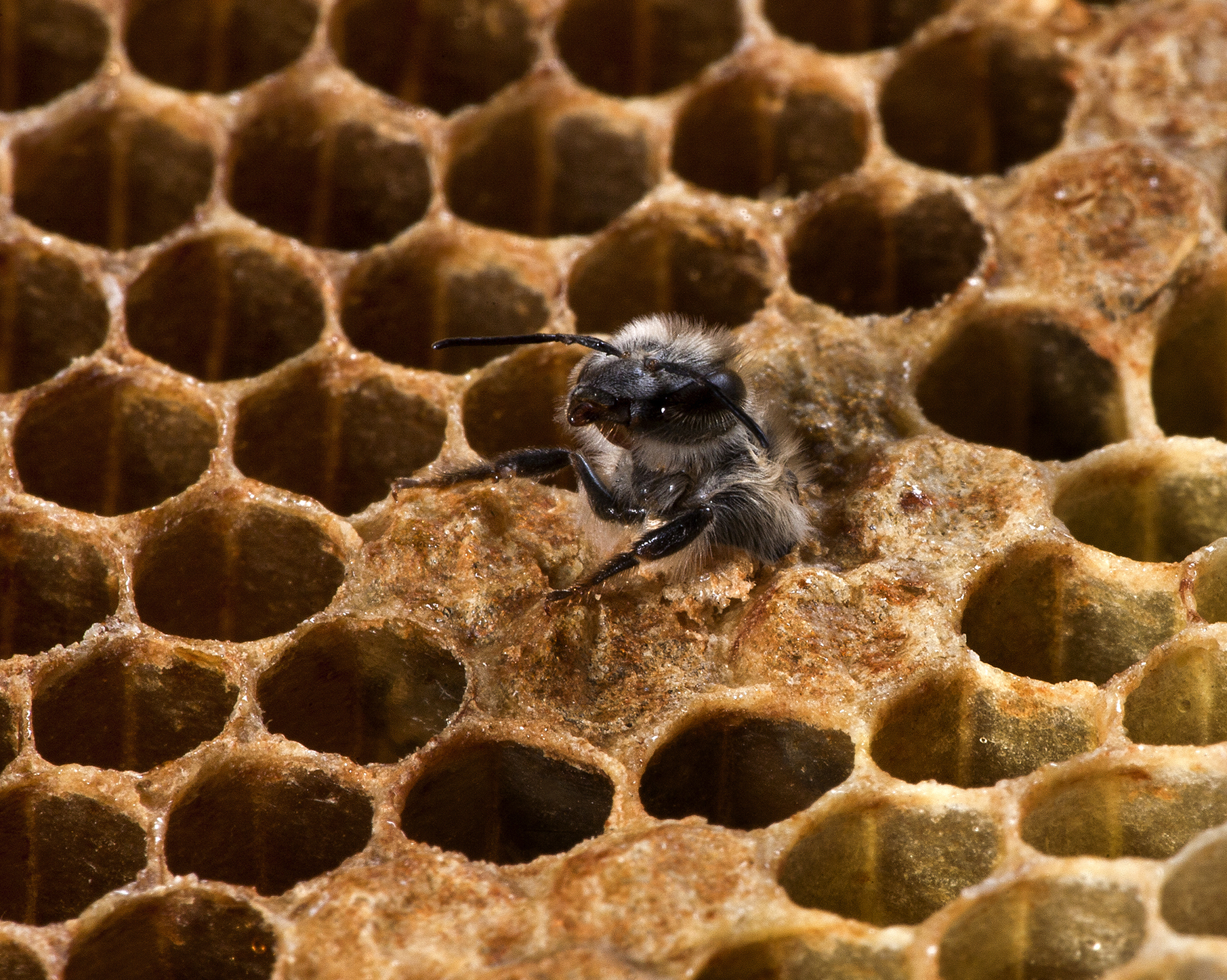 Момент на излюпването на търтей от вида медоносни пчели Apis Mellifera
