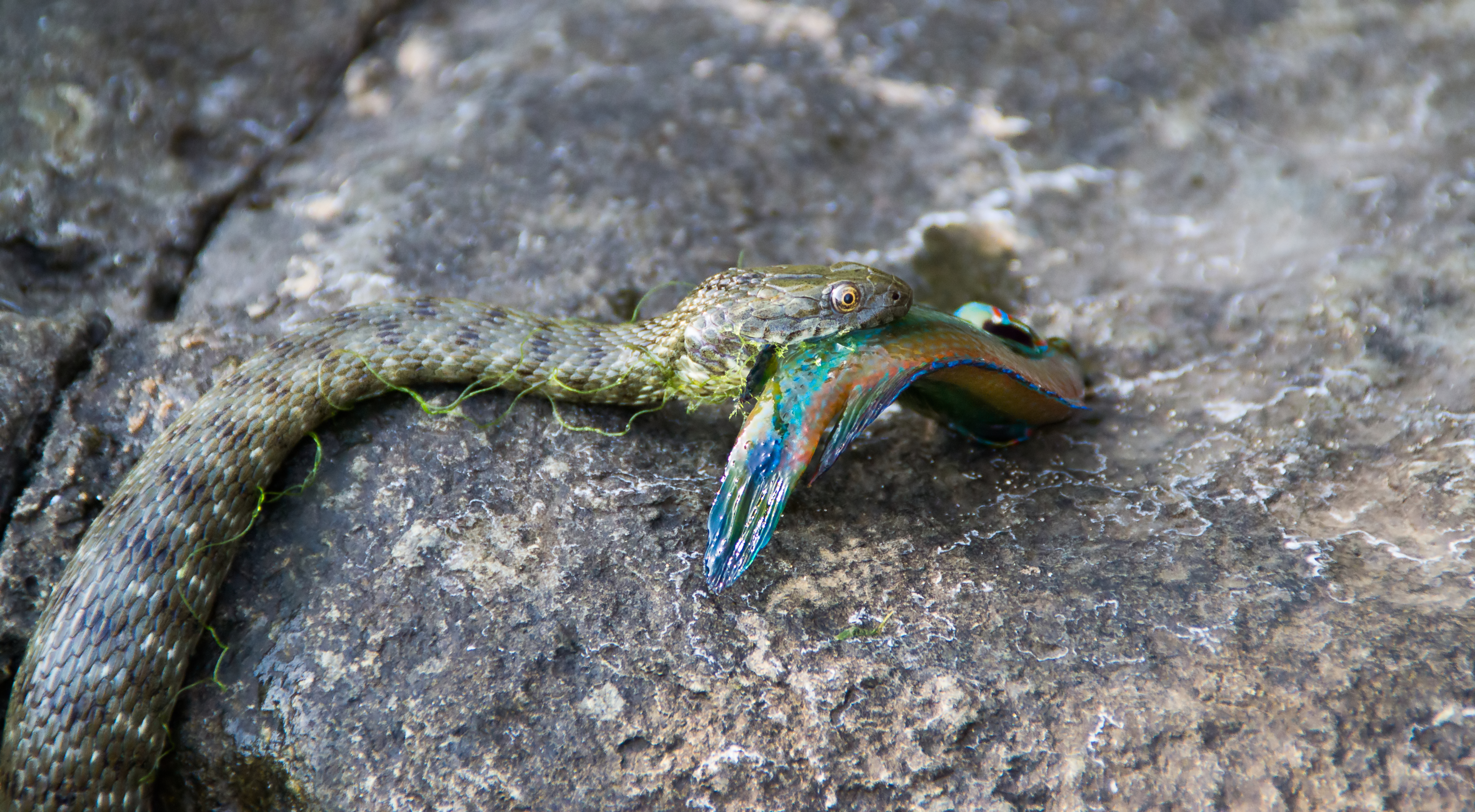 Сива водна змия, CC-BY-SA-4.0, Jip Bosch